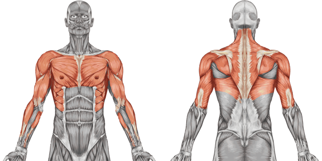 Vitaglide Muscles Worked