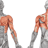 Vitaglide Muscles Worked