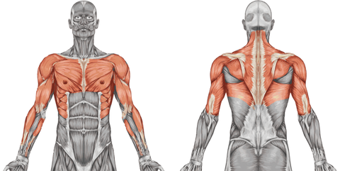 Vitaglide Muscles Worked