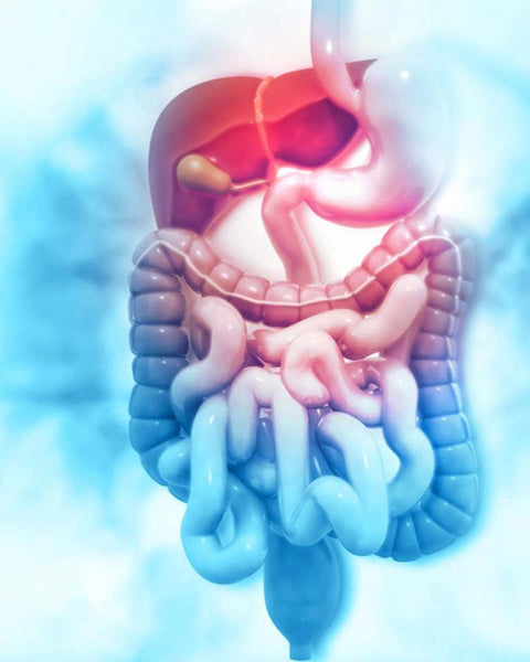 用于神经源性肠道 - 透射灌溉（TAI）的脉冲灌溉疏散（PIE）